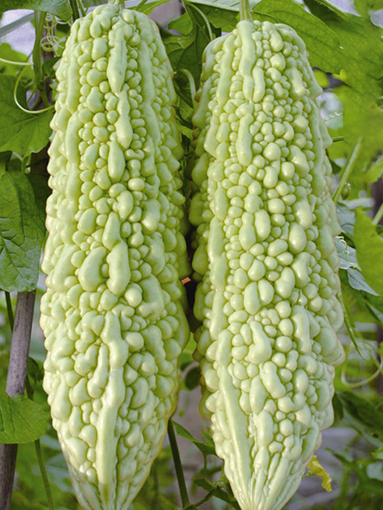 Jiemei 15 Bitter Gourd