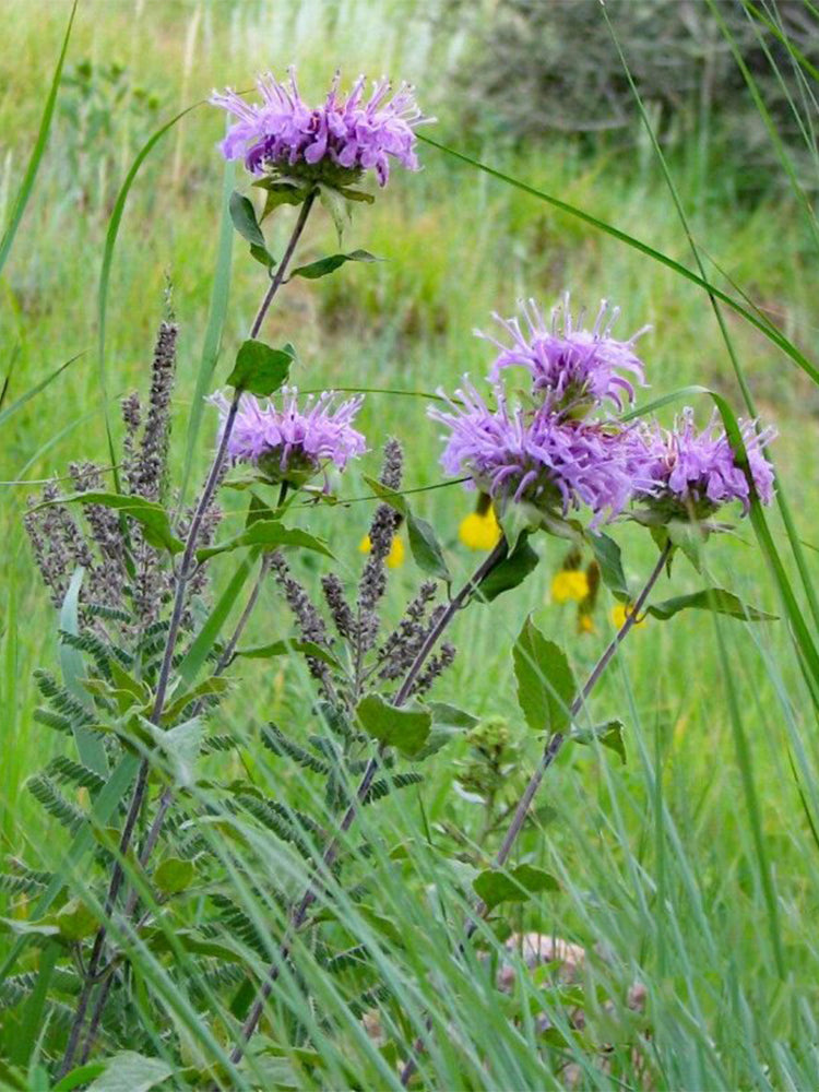 Hezhichun Bee Balm