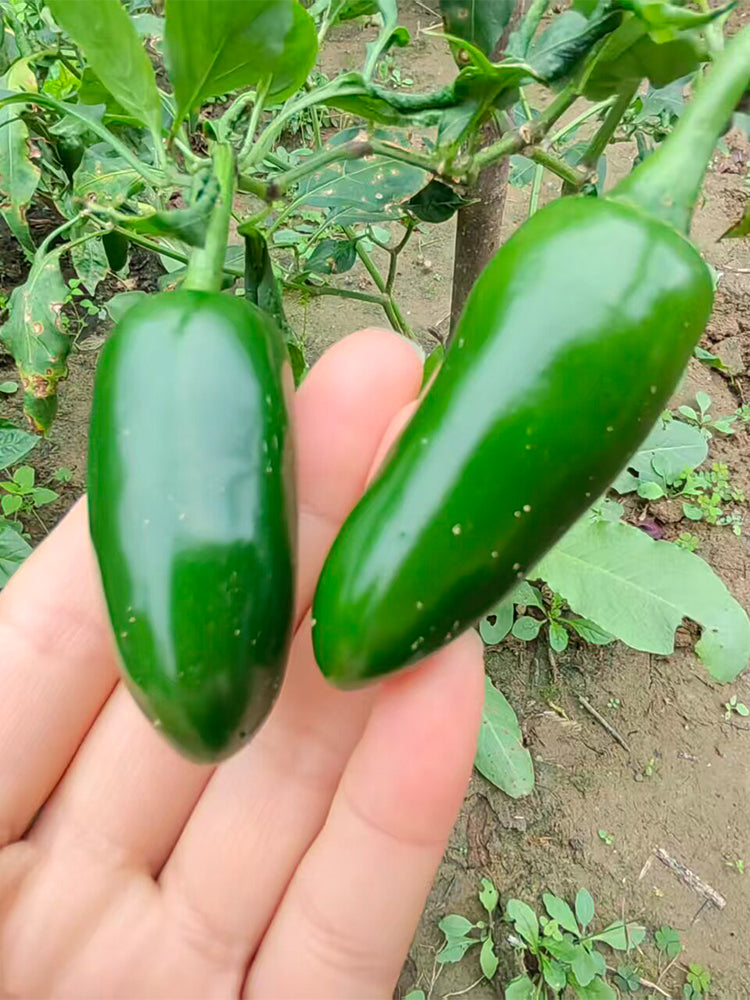 Heirloom Jalapeño Pepper