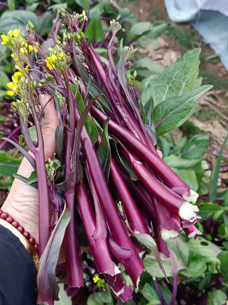 'Bright Red 65' Flowering Stalk