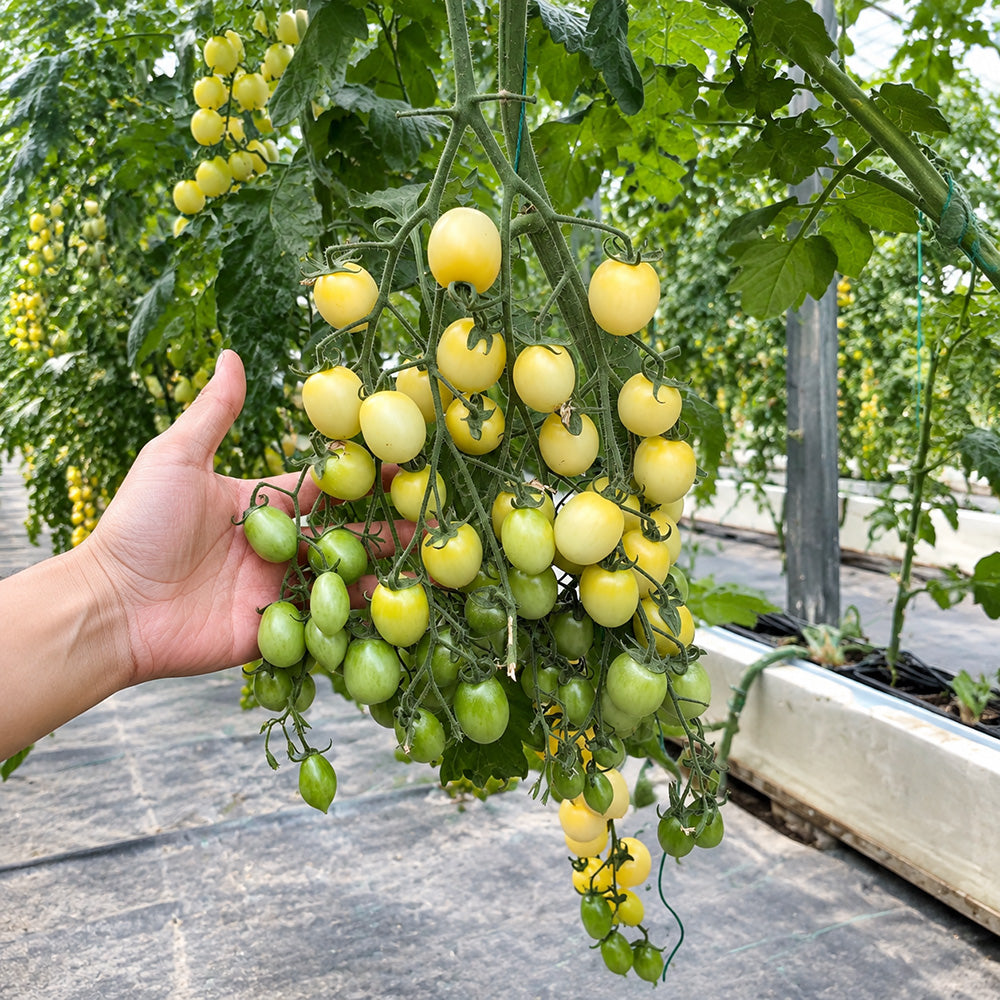 W1310 Yueluxiang F1 White Cherry Tomato