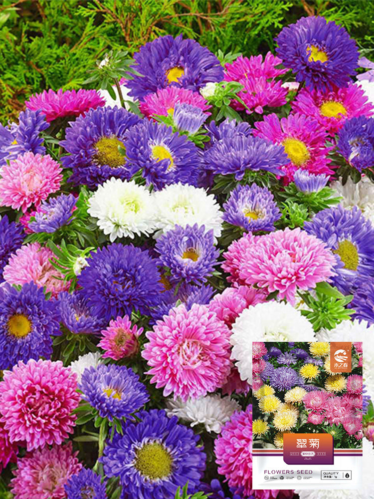 Hezhichun Mixed Color China Aster