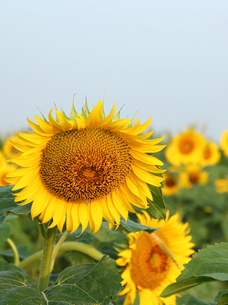 Super Giant Edible Sunflower