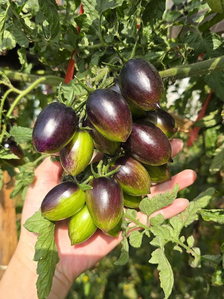 Brads Atomic Grape Heirloom Tomato
