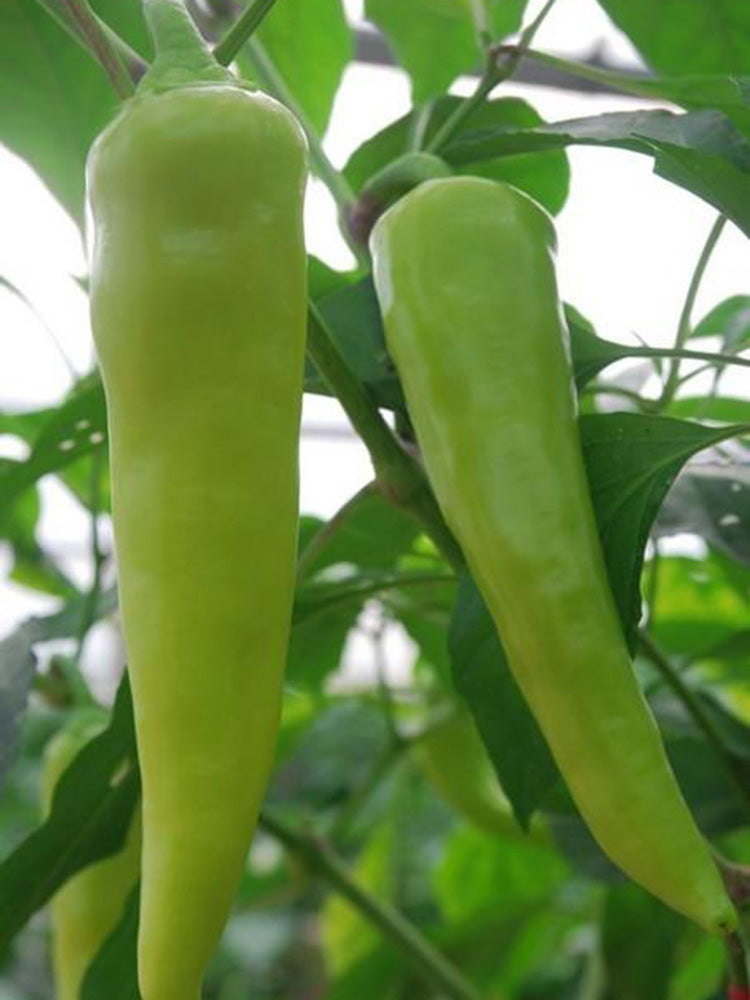 Baifeicui Pepper