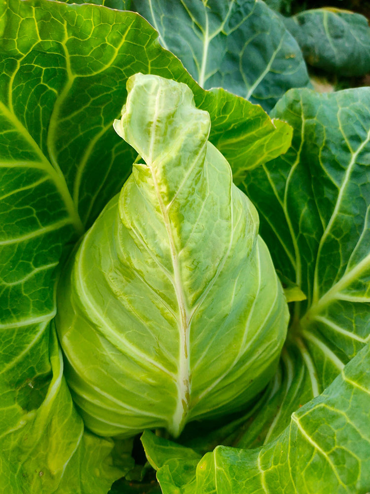 Huachun Oxheart Cabbage