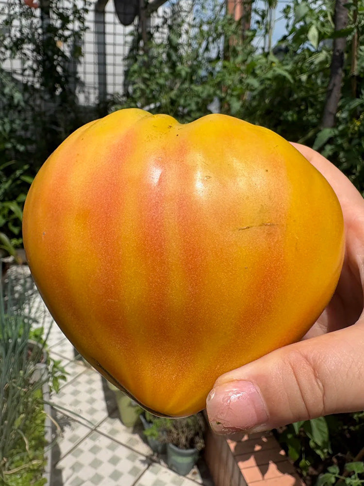 782 Bi-Color Stretch Oxheart Tomato