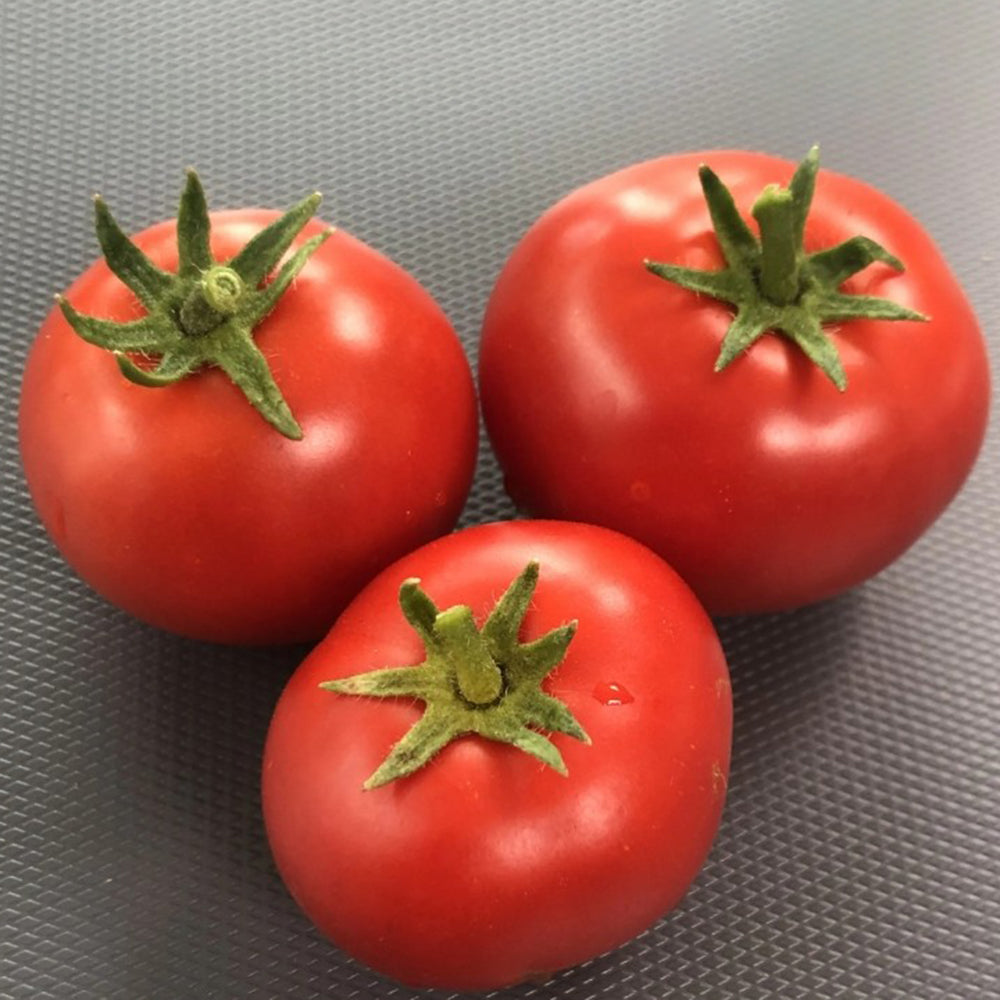 573 Micro Totem Tomato