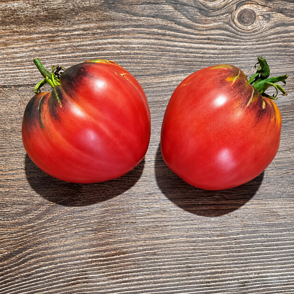 286 Senior Sergeant Tomato