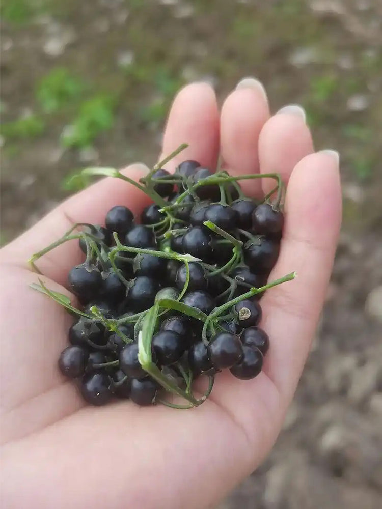 "Jinlong" Black Nightshade