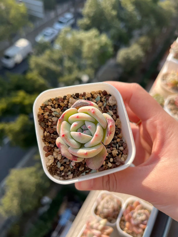 Echeveria 'Monroe'