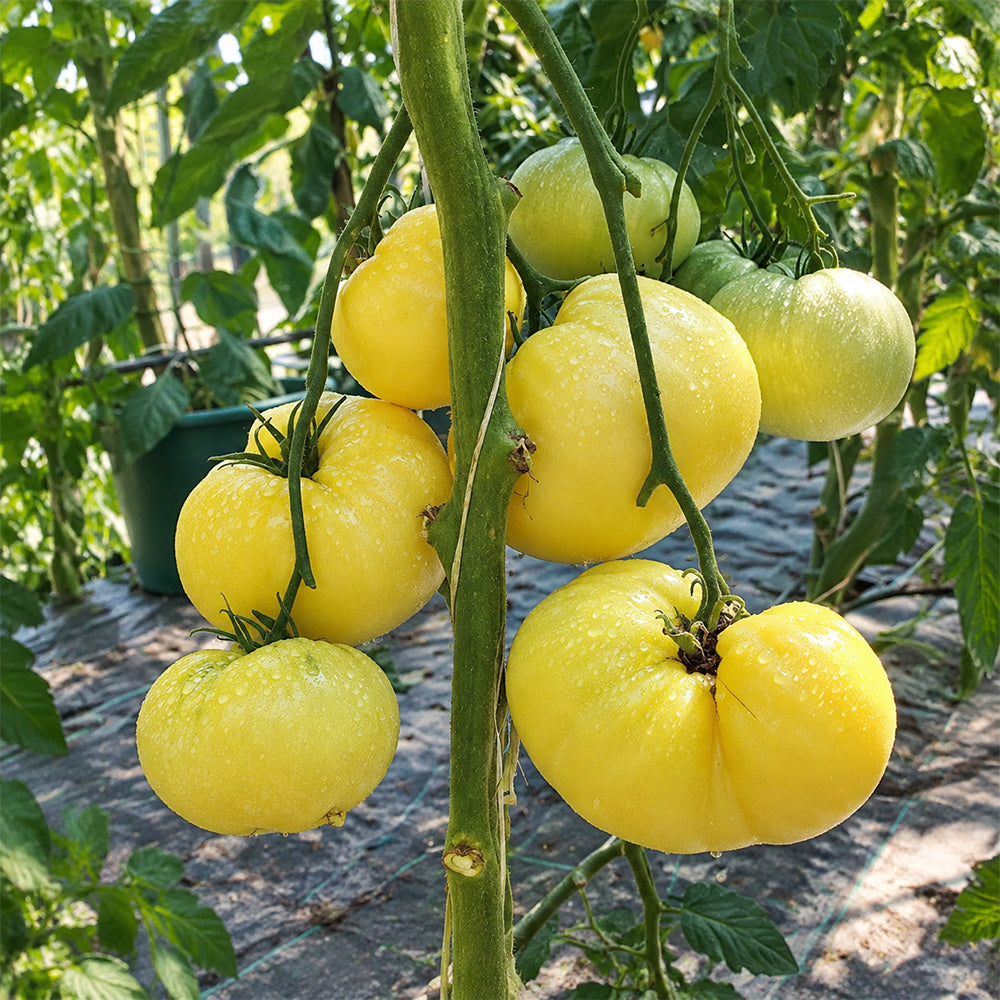 166 Perle de Lait Tomato
