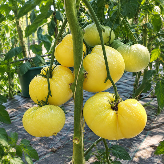 166 Perle de Lait Tomato