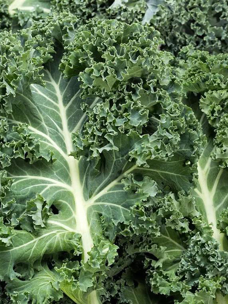 Curly Kale