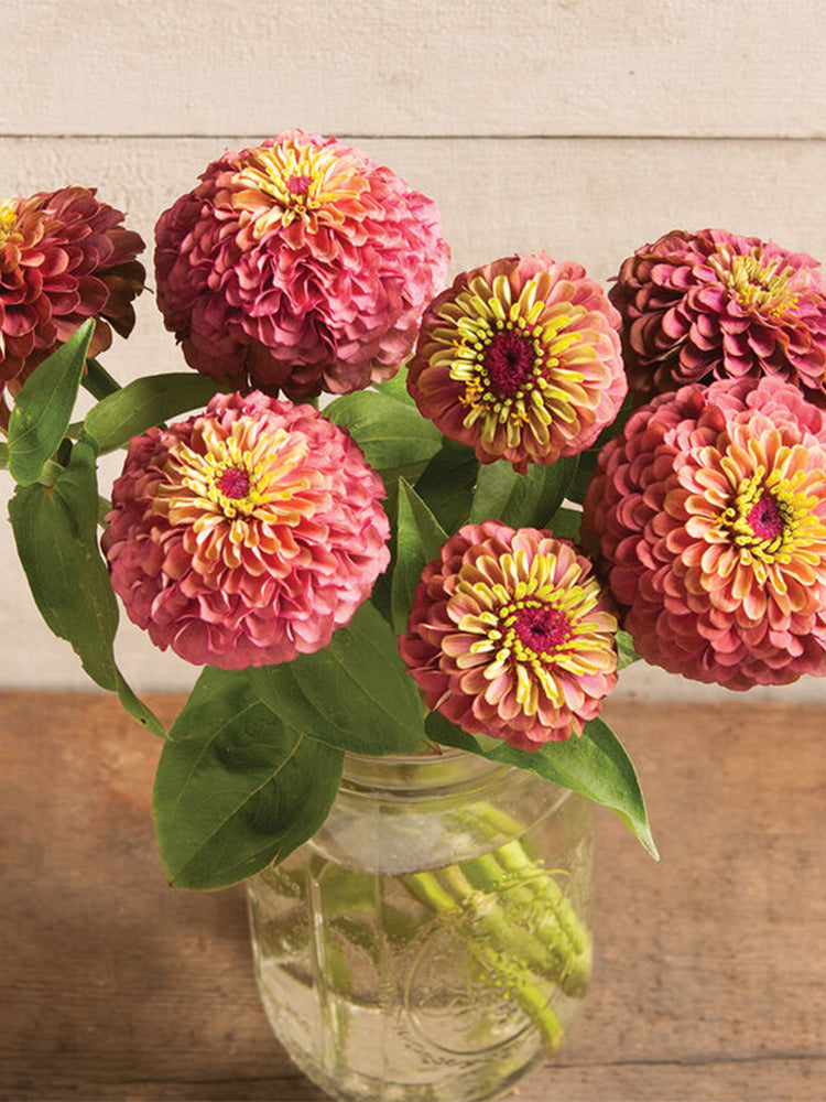 Zinnia elegans 'Queeny Lime Red'