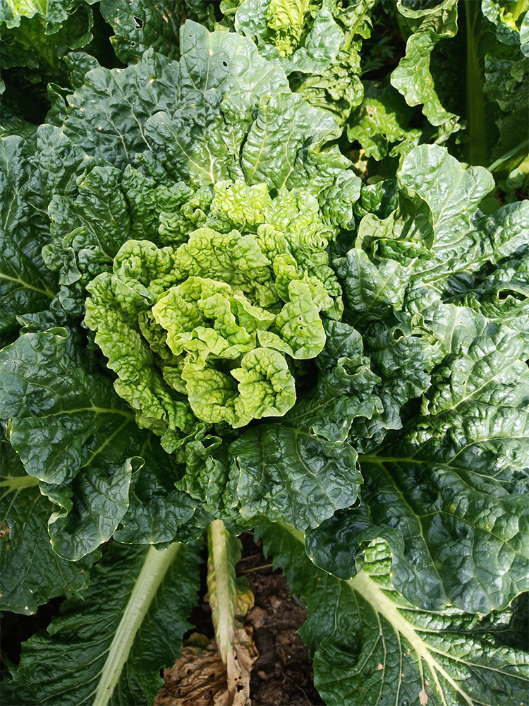 'Cuiqing 60' Qingmaye Chinese Cabbage