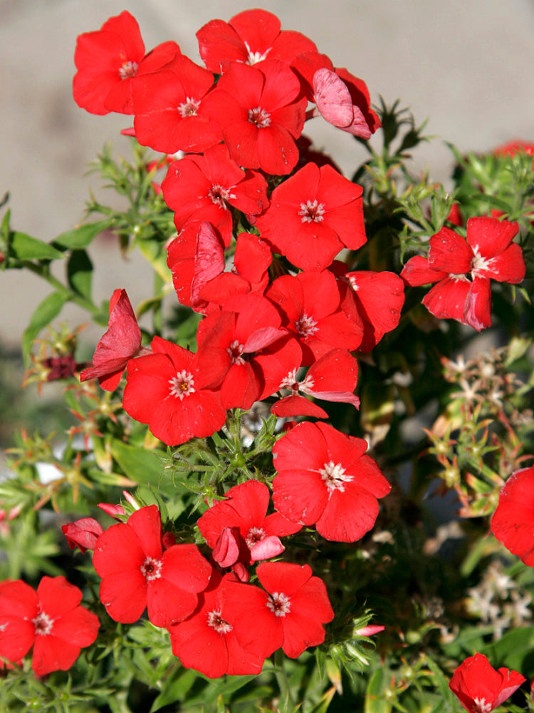 Scarlet Annual Phlox