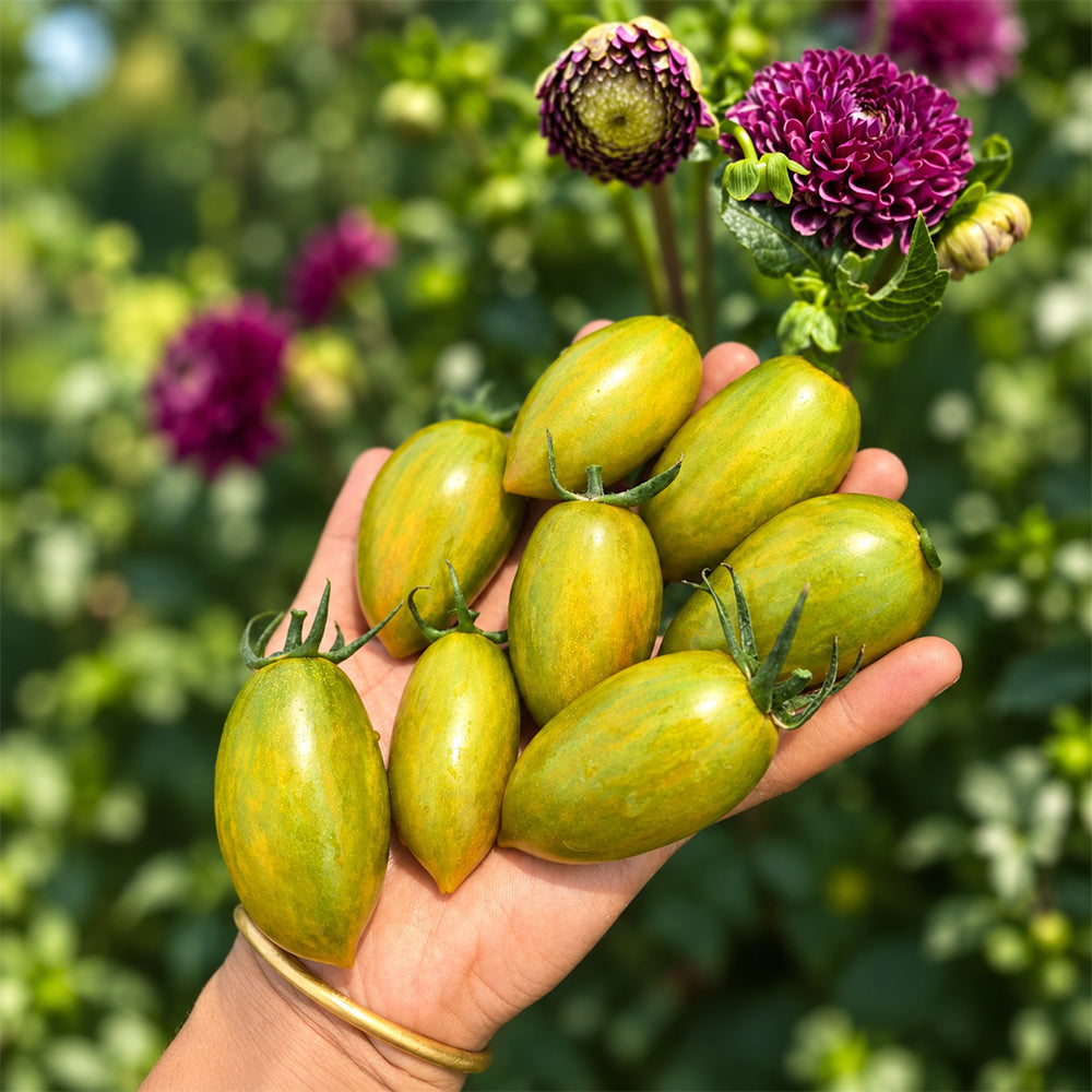 527 Green Ripper Tomato