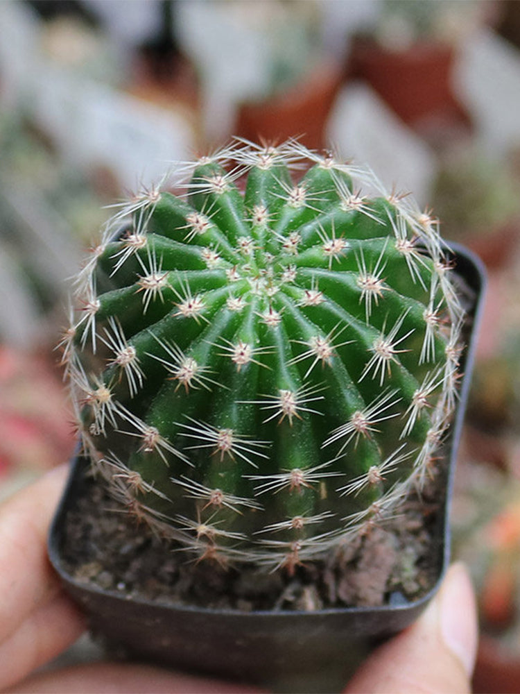 Echinopsis Hybrid 'Heijingang'