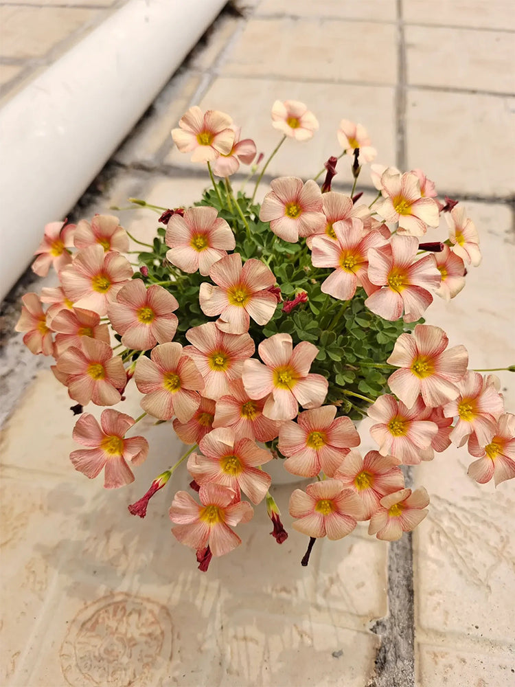 Oxalis versicolor 'Cherry Cream'