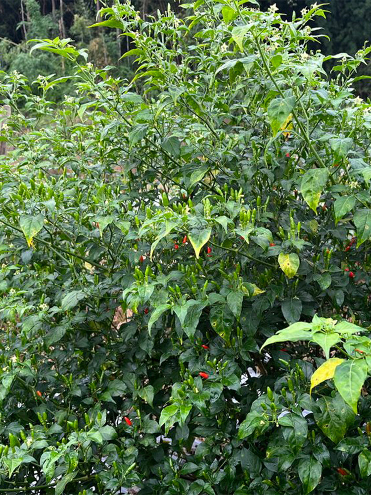 Bird's Eye Chili