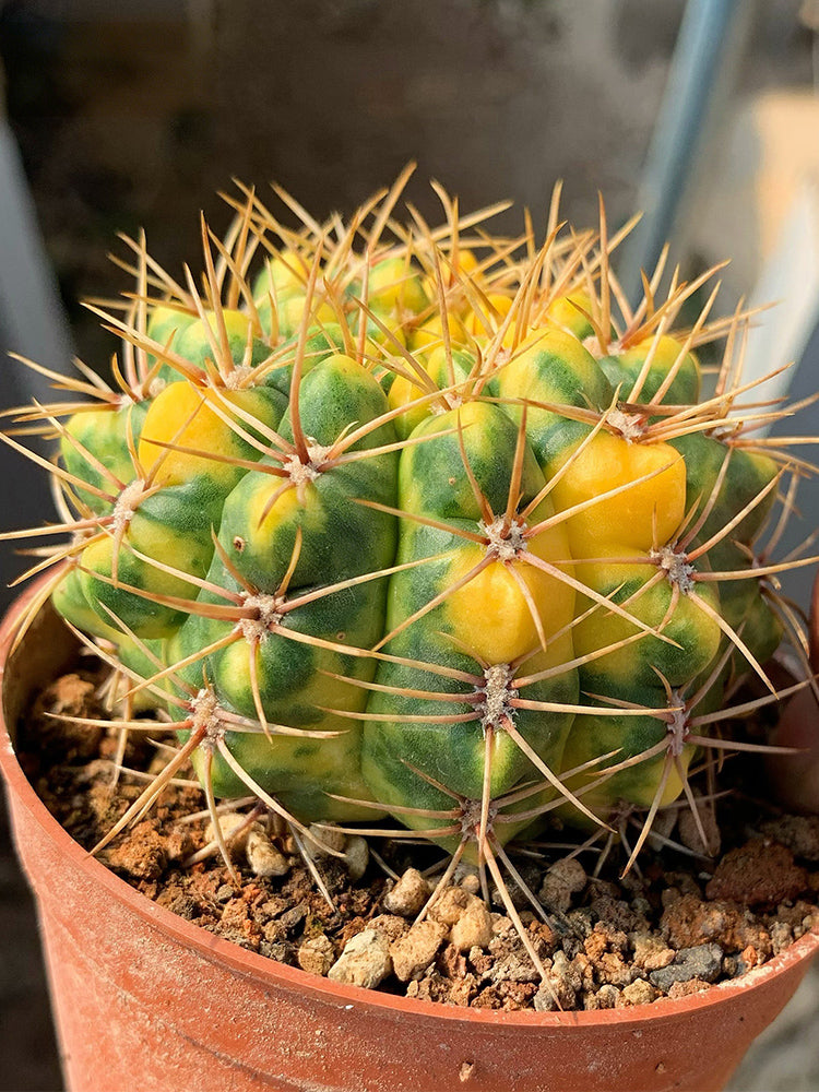 Variegated Gymnocalycium baldianum
