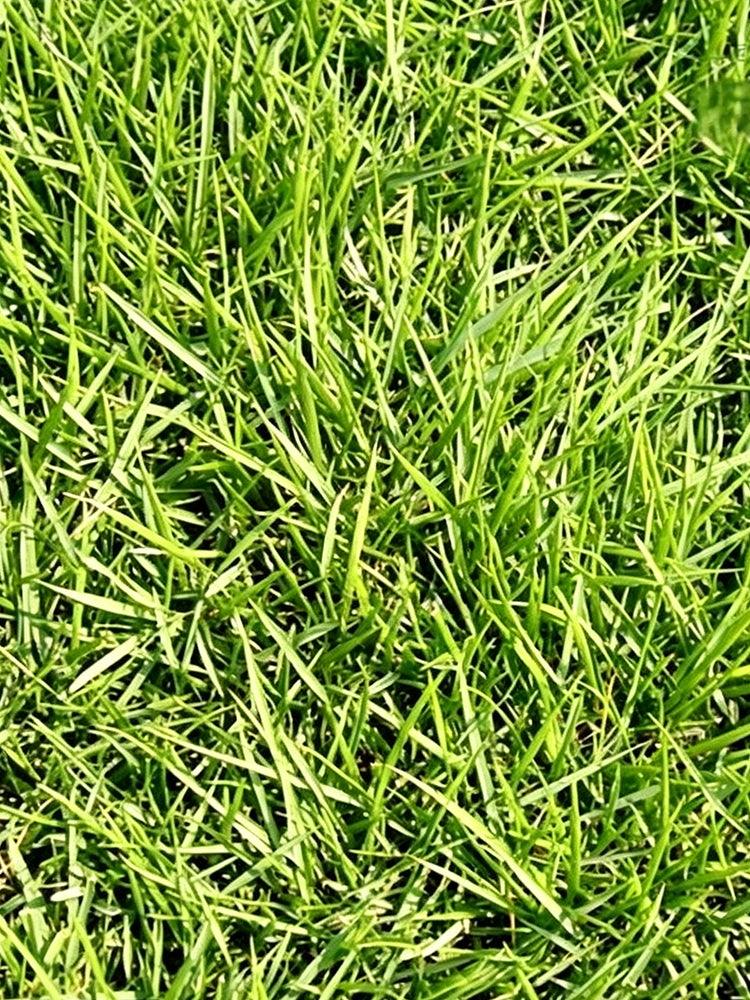 Creeping Bentgrass