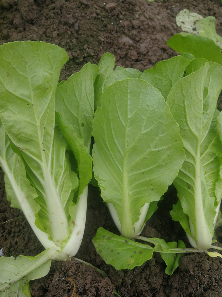 Sweet Crispy 'Chiye' Pak Choi