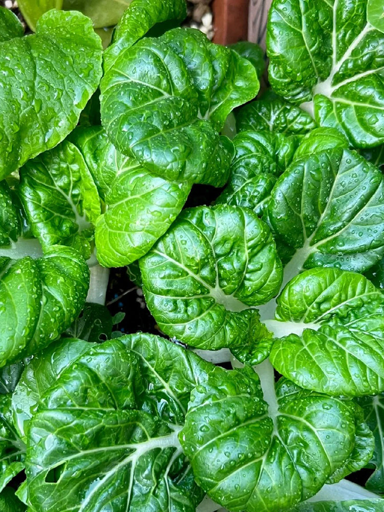 'Snowdrop No. 1' Milk Cabbage