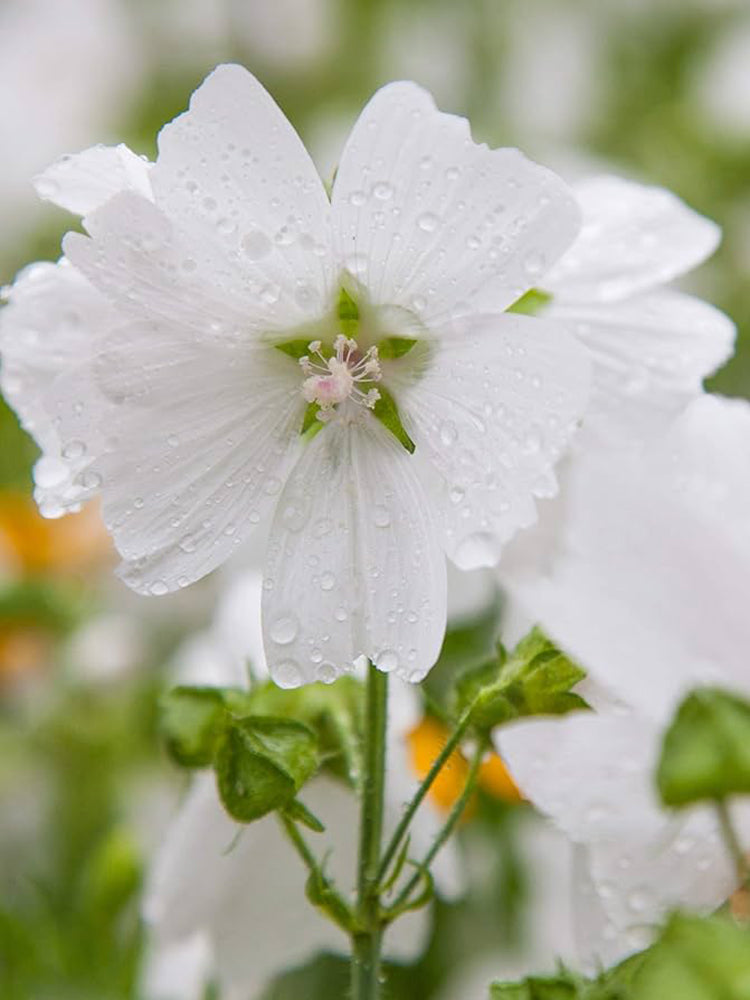 White Flowered Mallow