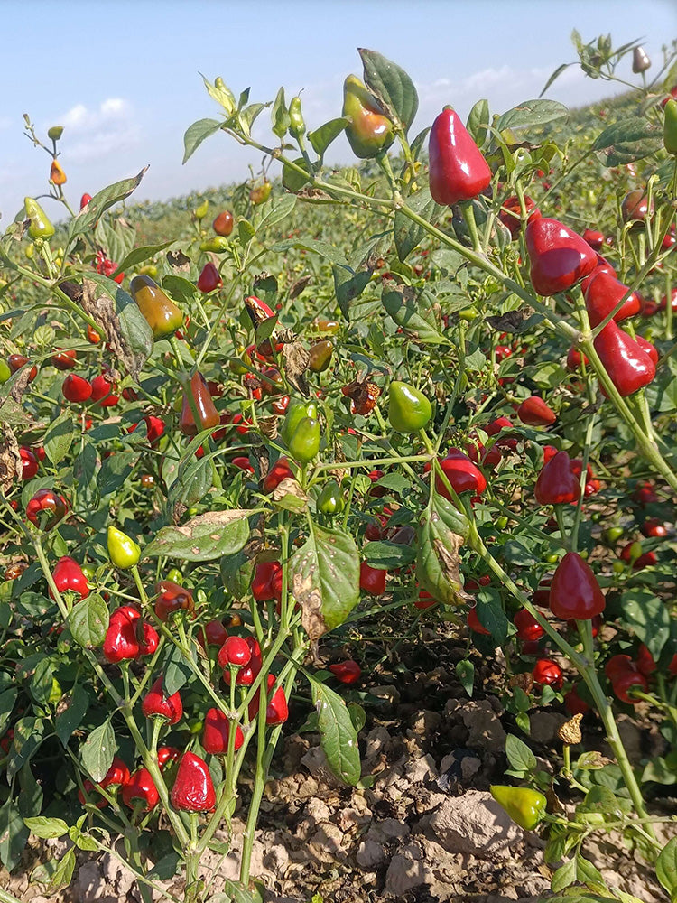 Spicy Aromatic Jar Pepper