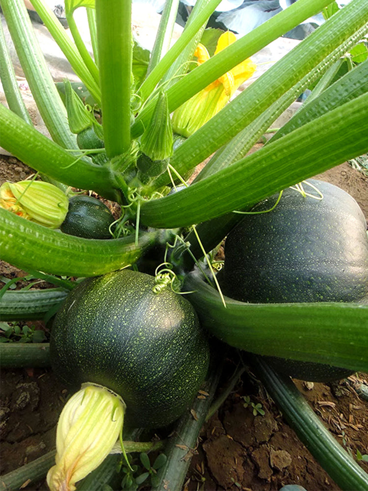 Shengfeng Dark Jade Zucchini
