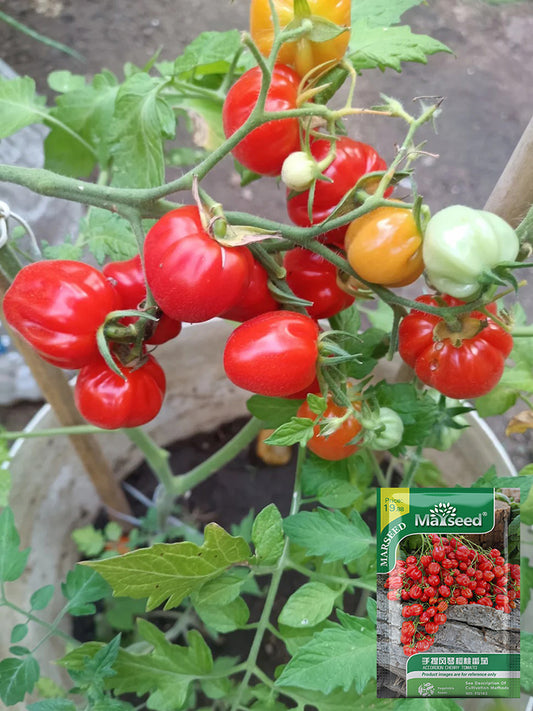 Accordion Cherry Tomato