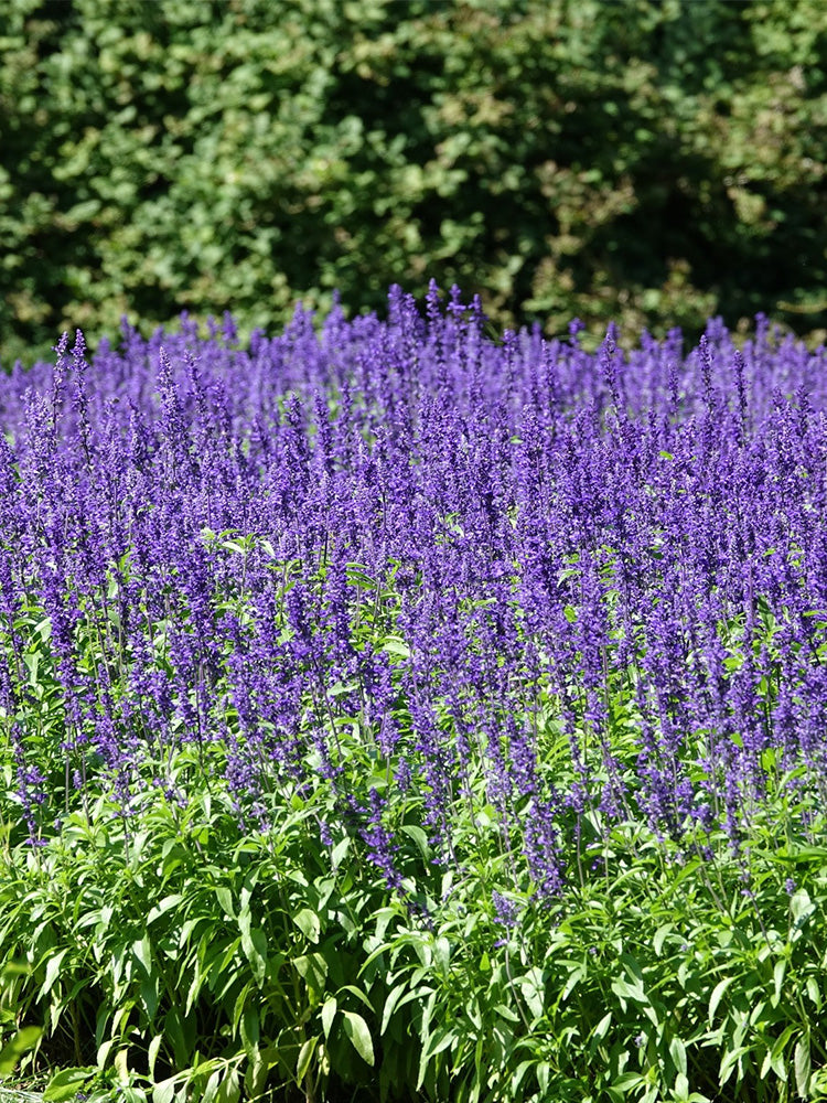 Hezhichun Blue Sage
