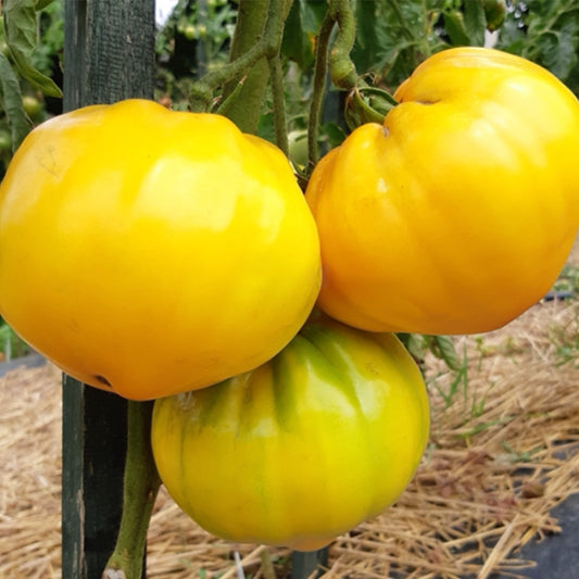 275 Your Majesty Tomato