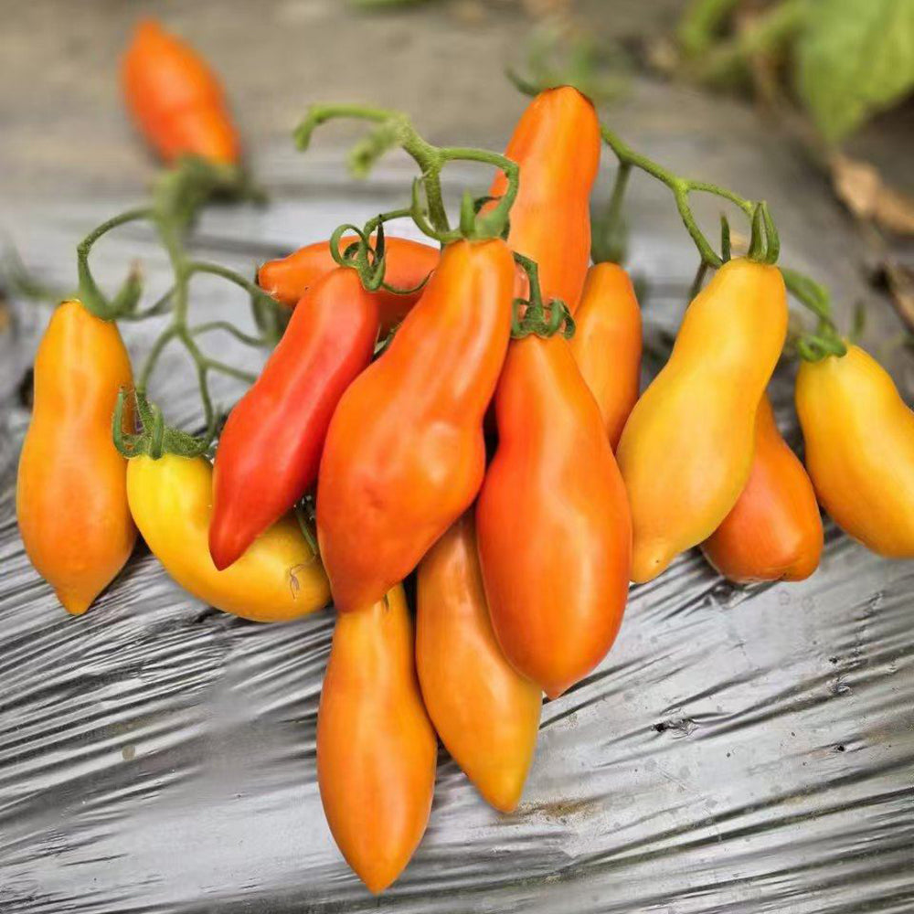 785 Red Banana Tomato
