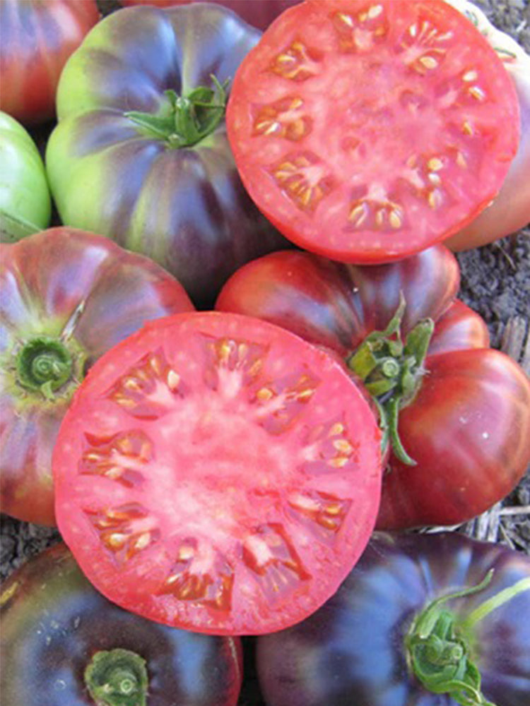'Indigo Blue Beauty' Tomato