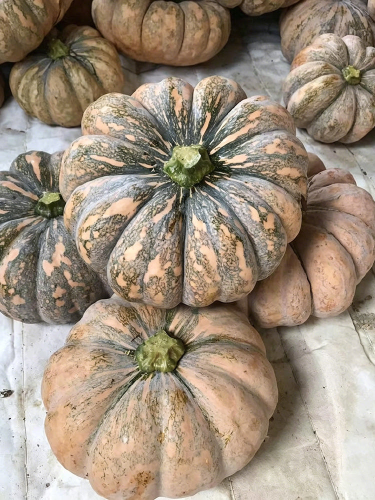 'Jing Xiangmi 201' Pumpkin