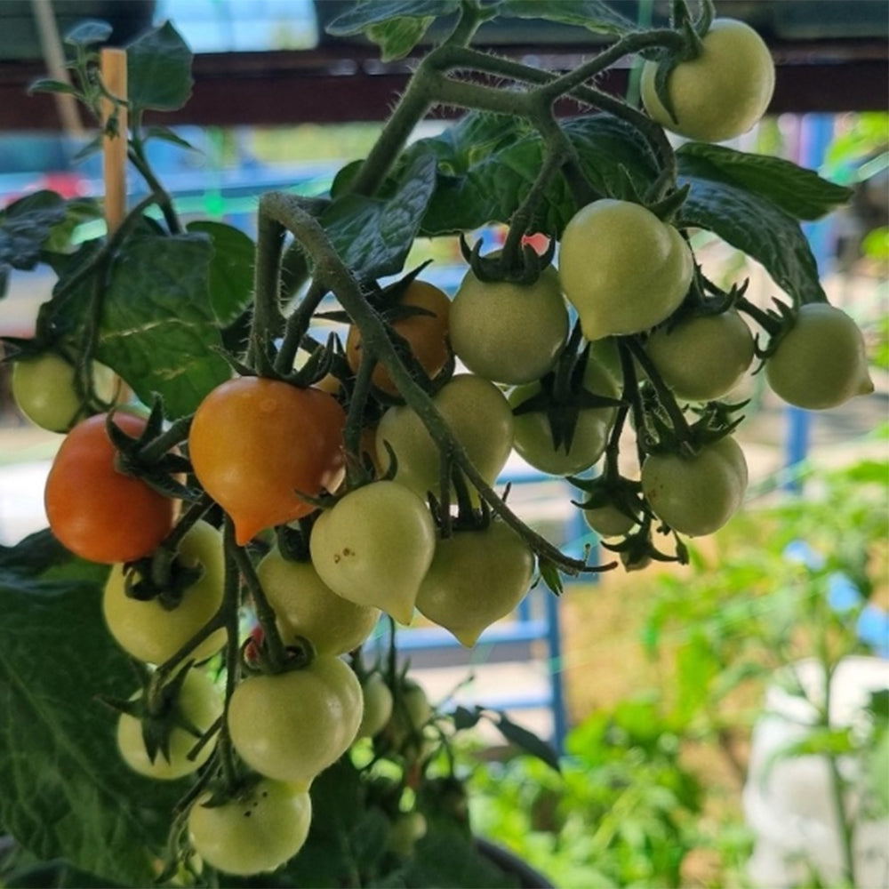 771 Evita Mini Pot Tomato