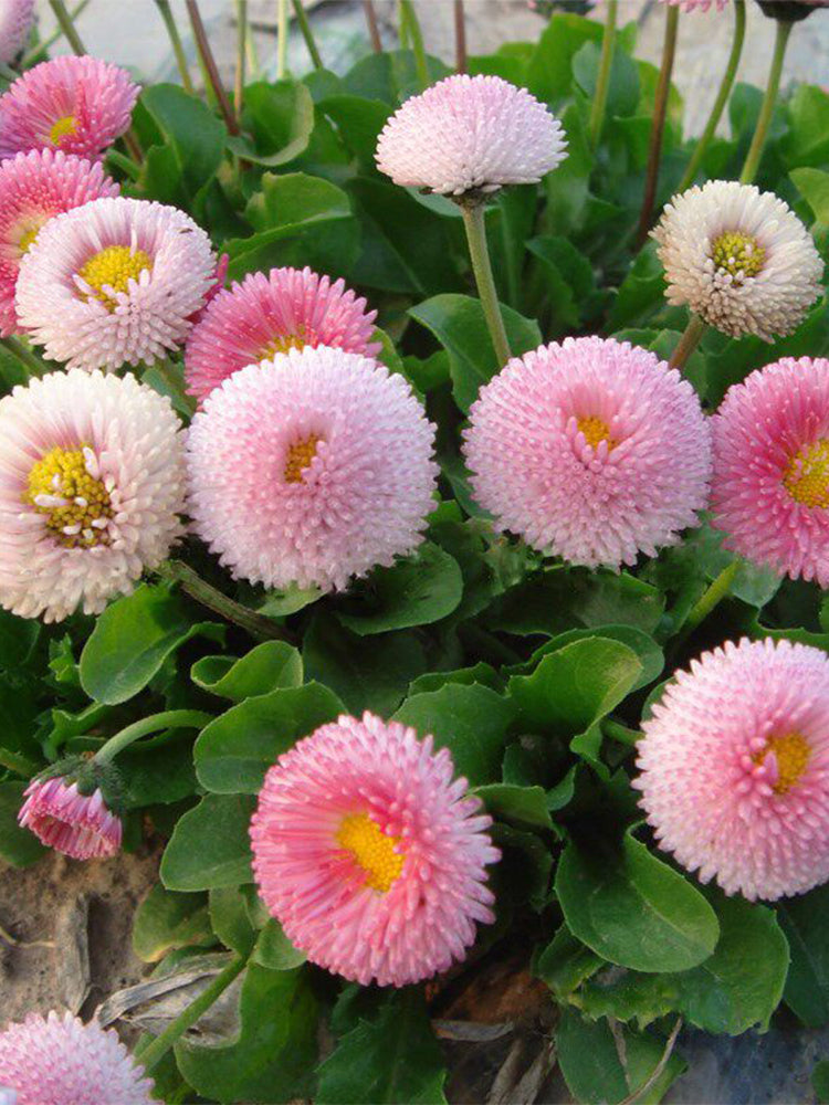 Bellis perennis 'Pomponette'