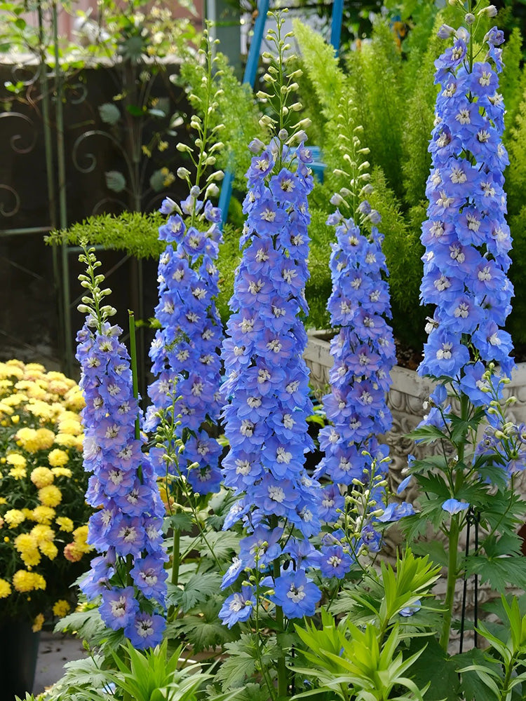 Blue Grandiflora Delphinium