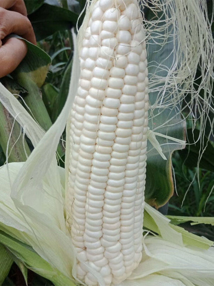 Huanuo No.2 Waxy Corn