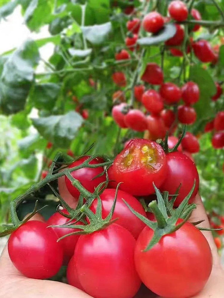 'Imperial Ruby' Traditional Cherry Tomato