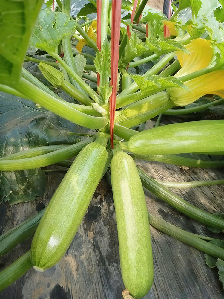 'Zaoqing No.1' Zucchini