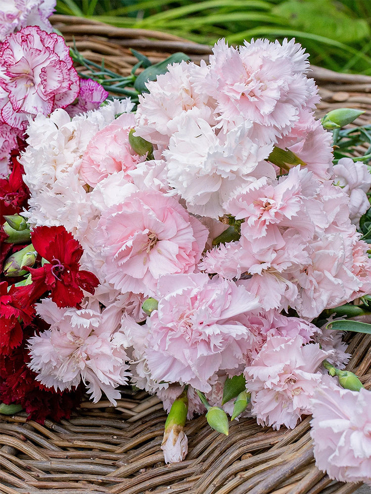 Chabaud Mixed Color Carnation