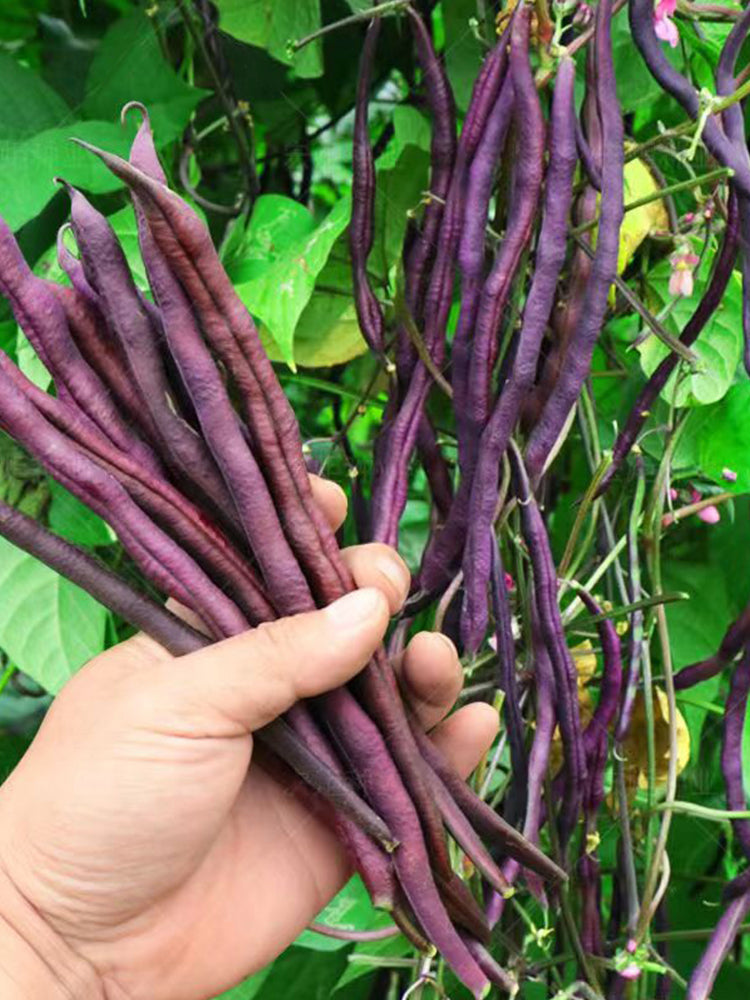 Fall Purple Kidney Beans