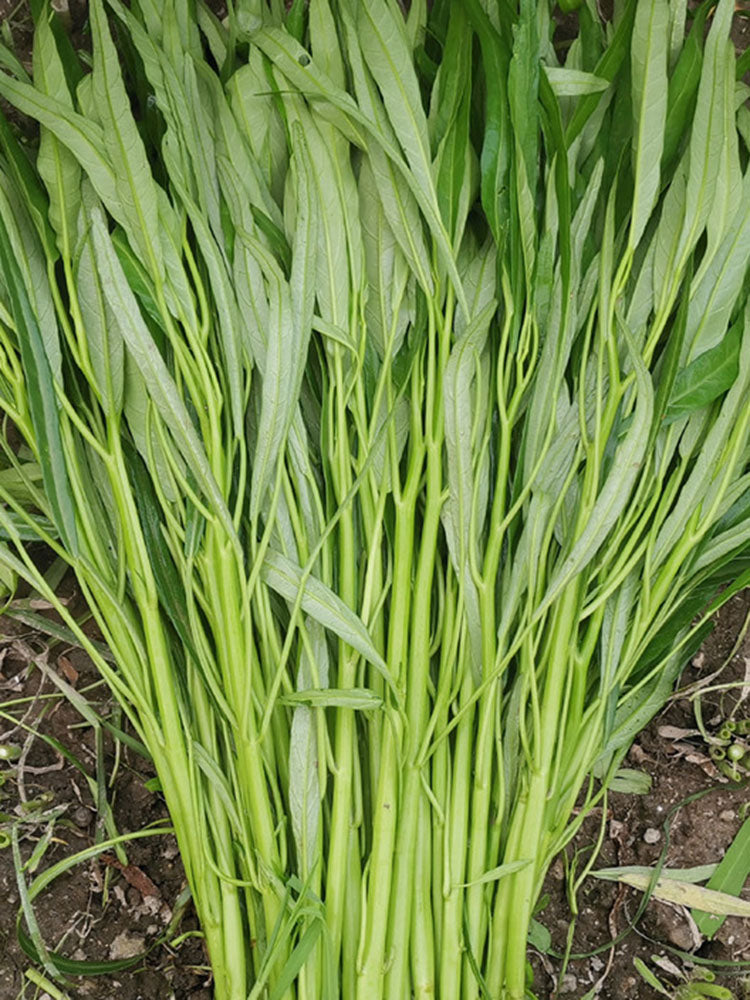 'Jiemei' Green-Stem Water Spinach