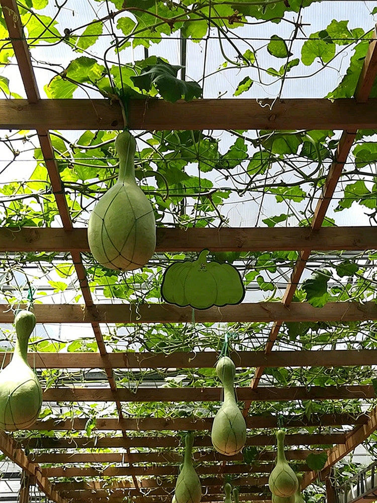 Xinjiang Bottle Gourd