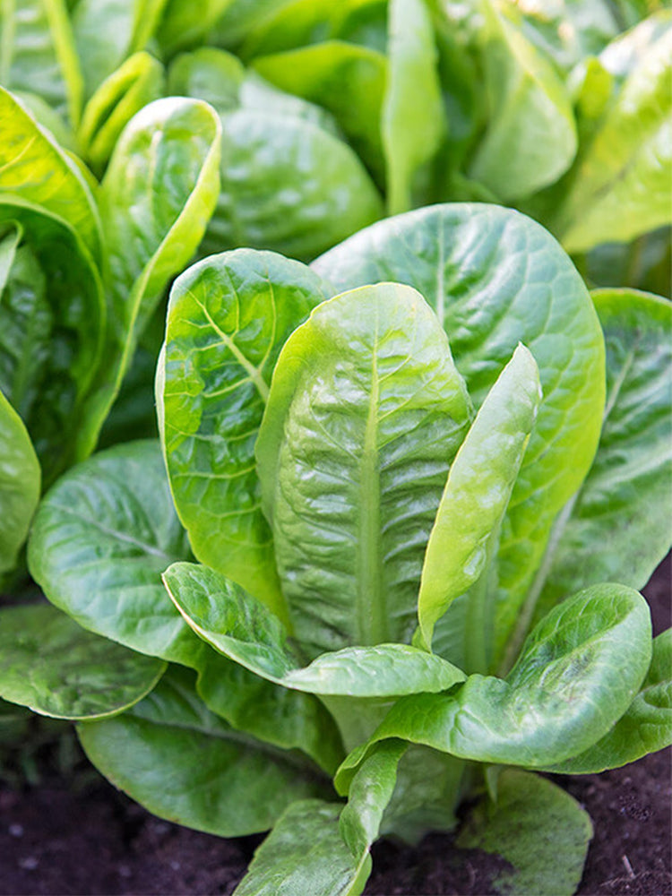 Green Peacock Lettuce