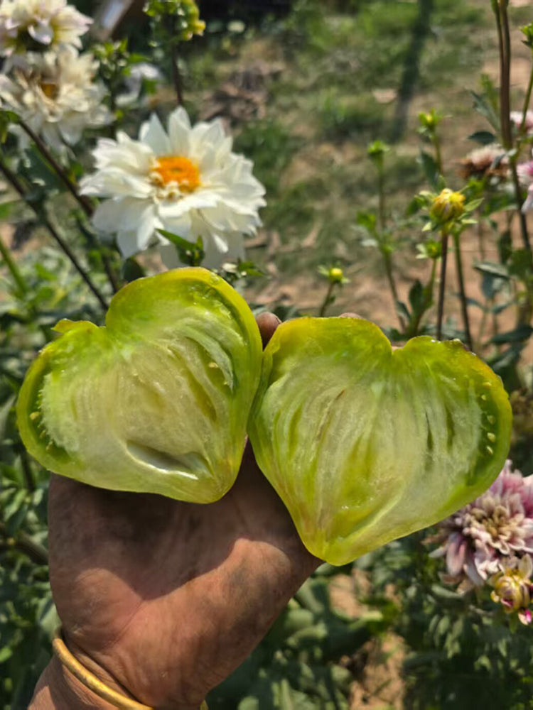 1023 Aliris Golden Heart Tomato